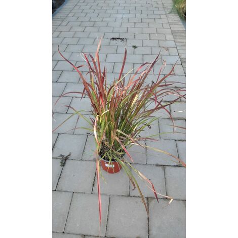 Imperata Cylindrica Red Baron V17