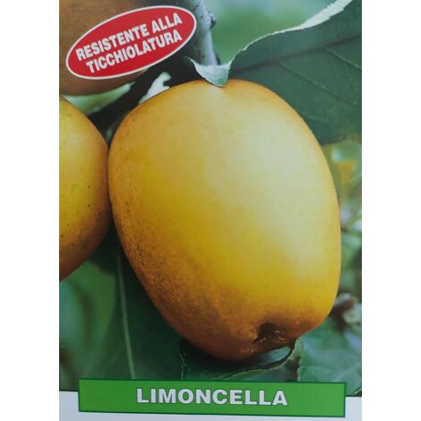 Mela Limoncella - pianta di 3 anni