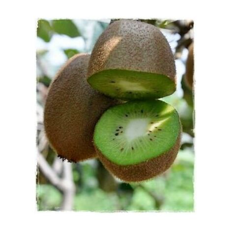 Kiwi Femmina Actinidia Hayward (Pianta di 3 anni)