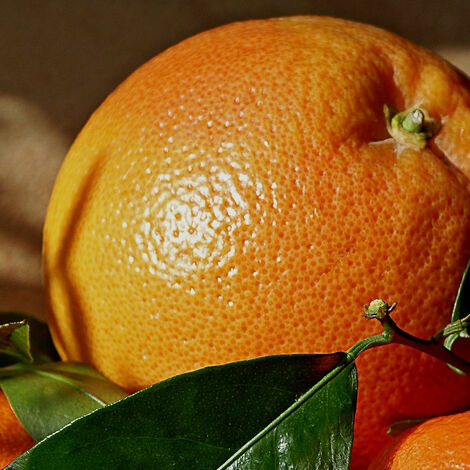 Arancio Washington Navel pianta di 3 anni