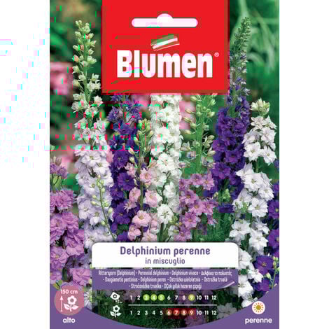 Blumen. Semi di Delphinium perenne