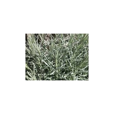 Helichrysum Korma v17