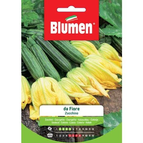 Blumen. Semi di Zucchino da Fiore