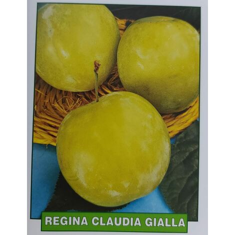 Susina Regina Claudia gialla - pianta di 3 anni