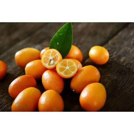 Kumquat pianta di 3 anni