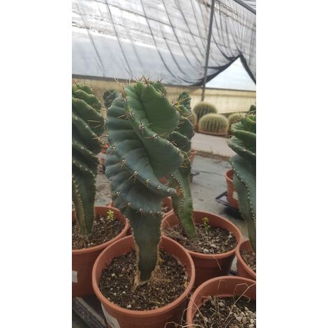 Cereus Spiralis v.17