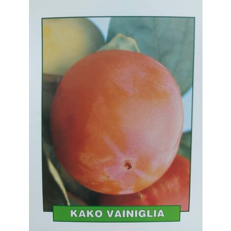 Kako Vaniglia - pianta di 3 anni