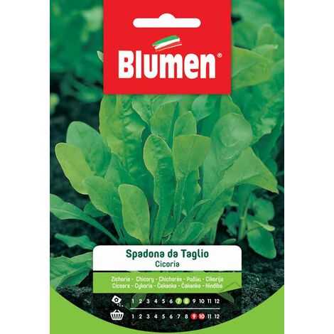 Blumen. Semi di Cicoria Spadona da Taglio