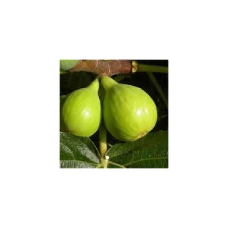 Fico Ottato (Pianta di 3 anni)