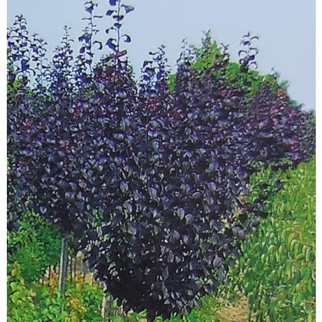 Prunus Pissardi Cespuglio - pianta di 3 anni