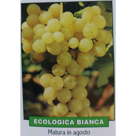 Uva ecologica bianca - pianta di 3 anni