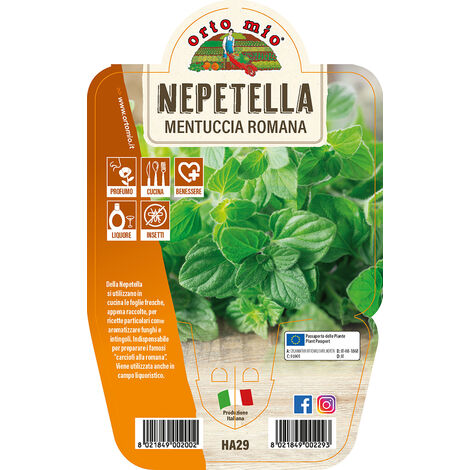 ORTO MIO Mentuccia Romana