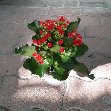 Kalanchoe Piccola in Ciotola
