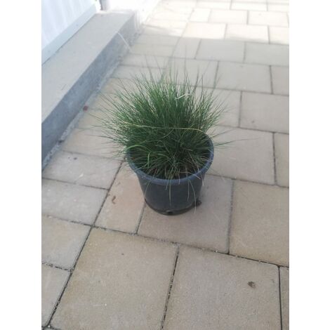 Festuca Scoparia v17