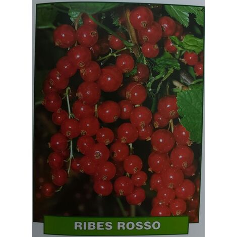 Ribes rosso - pianta di 3 anni