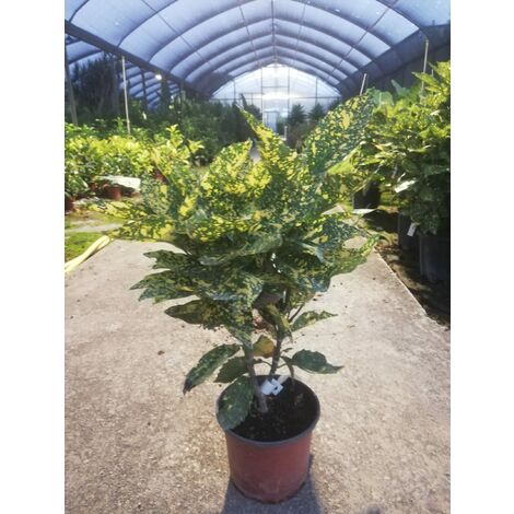 Aucuba Japonica v19 h65-70 cm