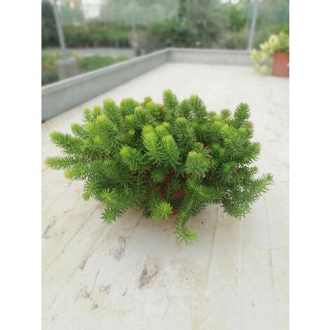 Sedum Reflexum Angelina v15
