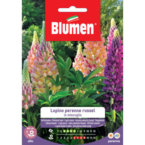 Blumen Semi di Lupino perenne Russel