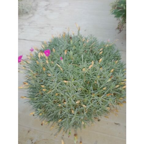 Dianthus Star v24