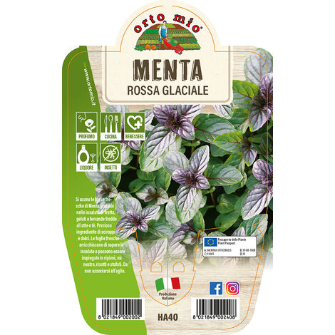 ORTO MIO Menta Rossa Glaciale