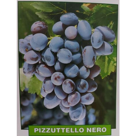 Uva Pizzutello nero - pianta di 3 anni