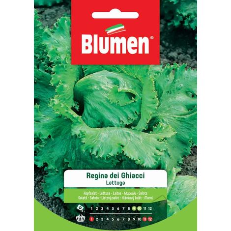 SEMI LATTUGA REGINA DEI GHIACCI BLUMEN