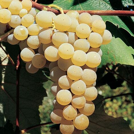 Uva Fragola Bianca (Pianta di 3 anni)