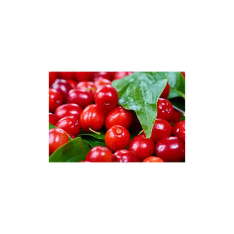 Corniolo da frutto (Pianta di 3 anni)