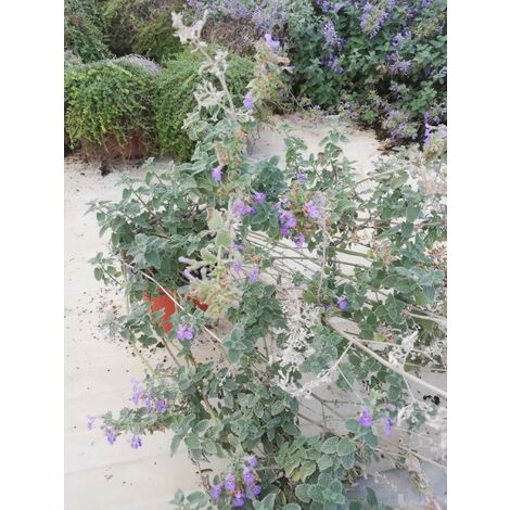 Nepeta x Faassenii Six Hills v17