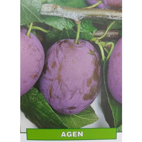 Susina Agen - pianta di 3 anni