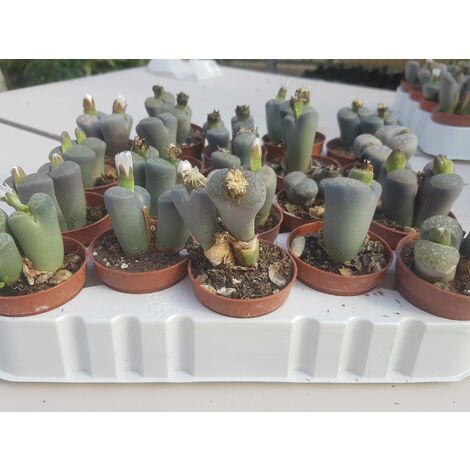 Lithops v.5