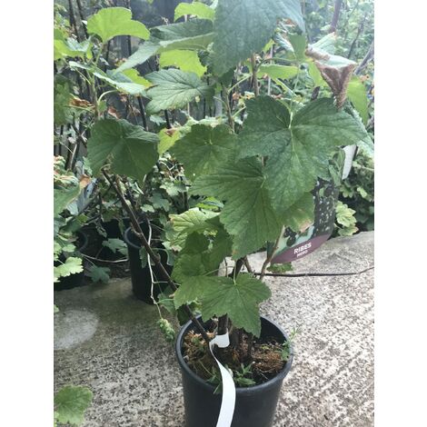 Pianta Di Ribes Nero In Vaso - Et&agrave; 2 Anni - Altezza 40 Cm - Pianta Da Frutto Per Giardino