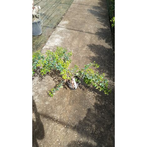 Eugenia Myrtifolia Newport