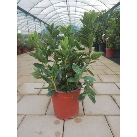 Arbutus Unedo v17 h50-60 cm
