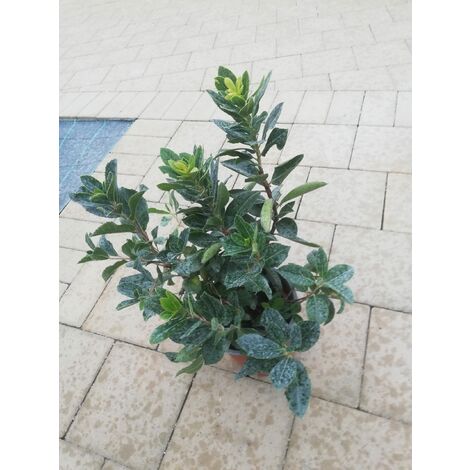 Arbutus Unedo v17 h50-60 cm