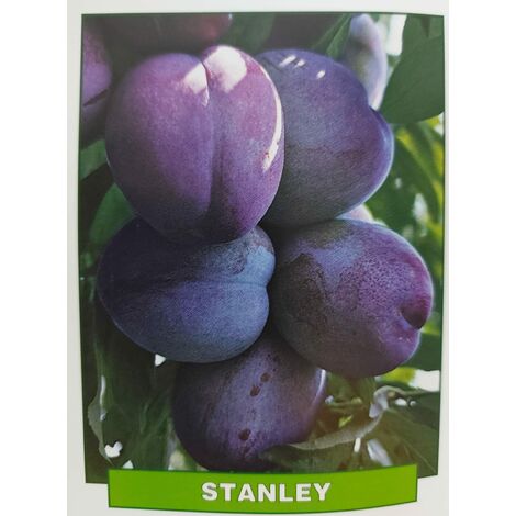 Susina Stanley - pianta di 3 anni