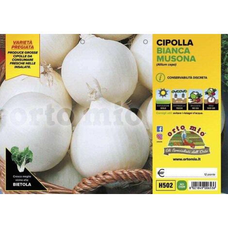 ORTO MIO Cipolla Bianca Tonda var. Musona