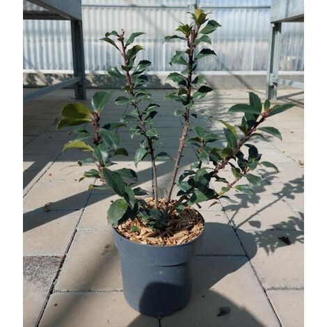 Ilex Baccato (1/2)