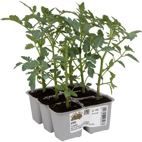 ORTO MIO Pomodoro Ciliegino dolcissimo var. Apero