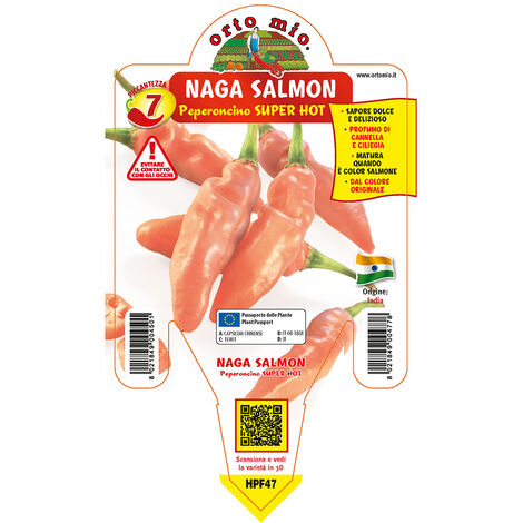 ORTO MIO 7 Peperoncino Naga Morich Salmone (1/4)