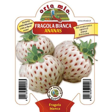 ORTO MIO Fragola Bianca