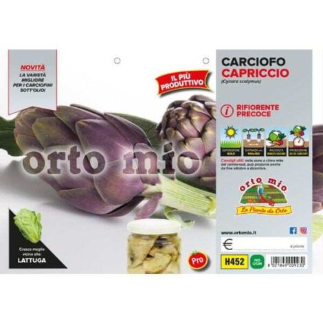 ORTO MIO Carciofo Violetto rifiorente precoce var. Capriccio F1