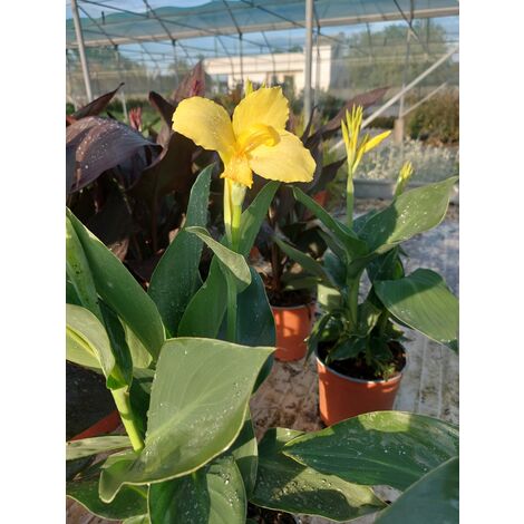 Canna X Generalis Tropical Yellow
