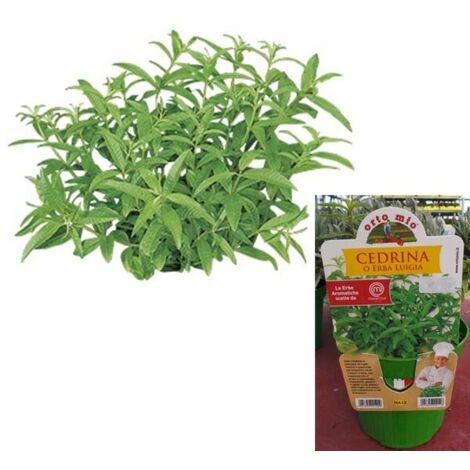 1 PIANTA DI CEDRINA O ERBA LUIGIA VASO 14CM ORTOMIO MASTERCHEF AROMATICHE