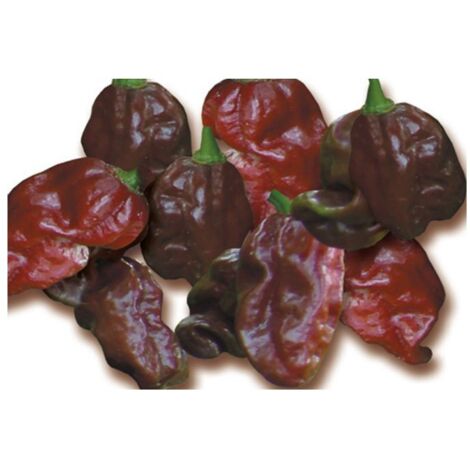 ORTO MIO Peperoncino Very Hot Habanero Chocolate