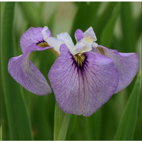 Iris Palustris