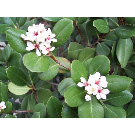 Raphiolepis Umbellata
