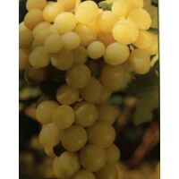 Uva Moscatello Bianco