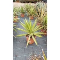 Agave