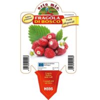 Fragola di bosco regina delle valli Orto mio